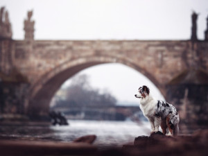 Fotografka zvířat Denisa Zbranková Albaniová uspěla v prestižní soutěži. Psy zvěčnila i v pražském metru a skateparku