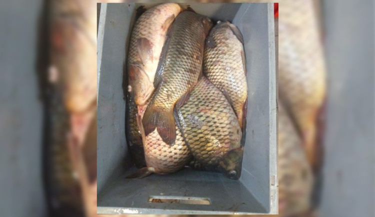 Ryby nechali ležet v přepravce bez vody.