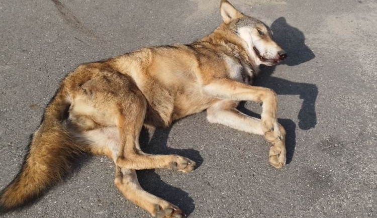 Na dálnici u Prahy srazilo auto vlka. Zvířata ji nemají kde bezpečně přejít, říkají ochránci přírody