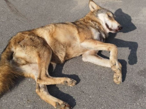 Na dálnici u Prahy srazilo auto vlka. Zvířata ji nemají kde bezpečně přejít, říkají ochránci přírody