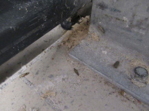 Regály s moukou v pražském Kauflandu zamořili červi. Inspektoři část obchodu hned zavřeli