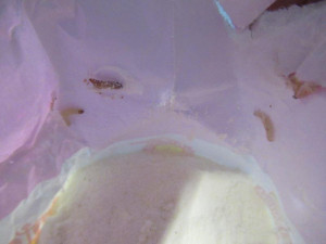 Regály s moukou v pražském Kauflandu zamořili červi. Inspektoři část obchodu hned zavřeli