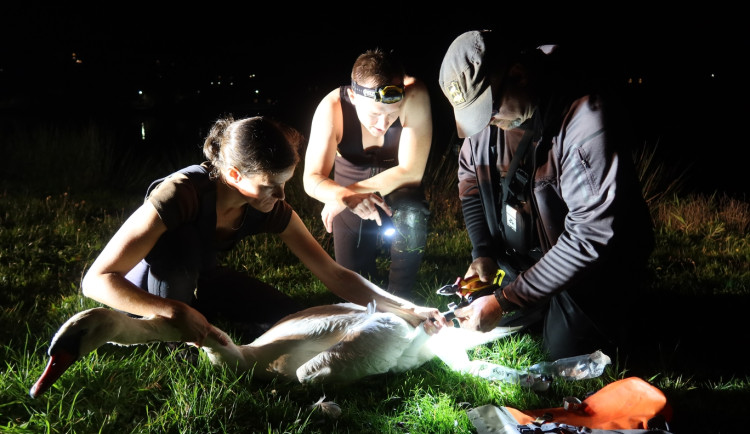 Zraněná labuť se zaseknutým rybářským háčkem v noze několik dní urputně vzdorovala záchranné akci