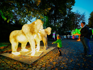 FOTOGALERIE: Gorily, nosorožci i sloni na dotek. Pražská zoo zve na lampionová zářící zvířata