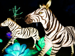 FOTOGALERIE: Gorily, nosorožci i sloni na dotek. Pražská zoo zve na lampionová zářící zvířata