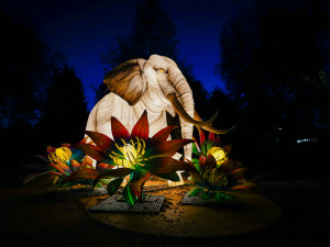 FOTOGALERIE: Gorily, nosorožci i sloni na dotek. Pražská zoo zve na lampionová zářící zvířata