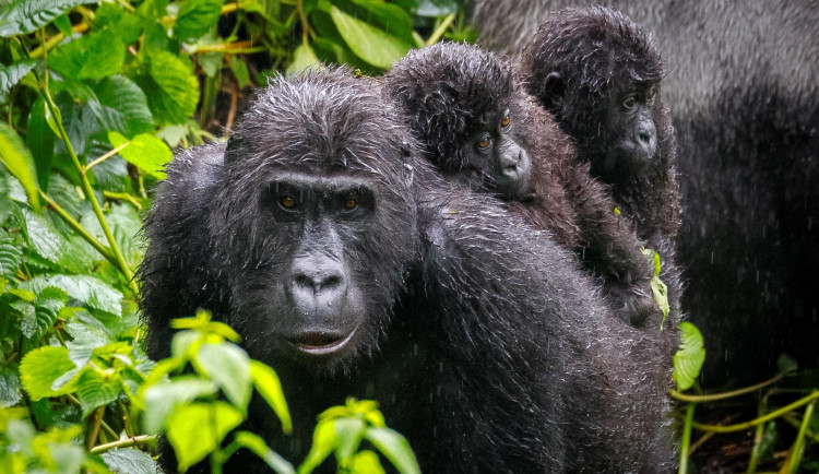 Pražská zoo pošle dvě stě tisíc na pomoc gorilám v Kongu, hrozí jim nákaza mpox