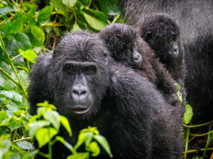 Pražská zoo pošle dvě stě tisíc na pomoc gorilám v Kongu, hrozí jim nákaza mpox