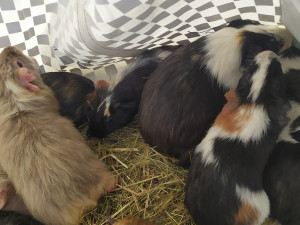 Přede dveřmi útulku odložili v tašce patnáct morčat. Po karanténě budou k adopci