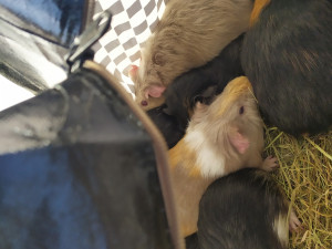 Přede dveřmi útulku odložili v tašce patnáct morčat. Po karanténě budou k adopci