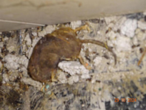 Hospodu Severka, dvojnici slavného podniku ze seriálu Most, museli zavřít. Našli tam mrtvé hlodavce