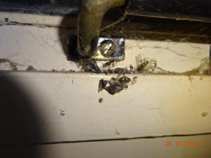 Hospodu Severka, dvojnici slavného podniku ze seriálu Most, museli zavřít. Našli tam mrtvé hlodavce