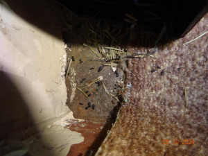 Hospodu Severka, dvojnici slavného podniku ze seriálu Most, museli zavřít. Našli tam mrtvé hlodavce