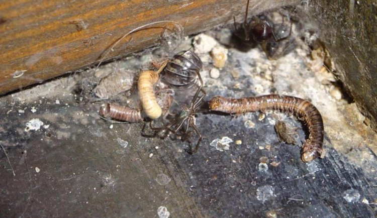 Hospodu Severka, dvojnici slavného podniku ze seriálu Most, museli zavřít. Našli tam mrtvé hlodavce