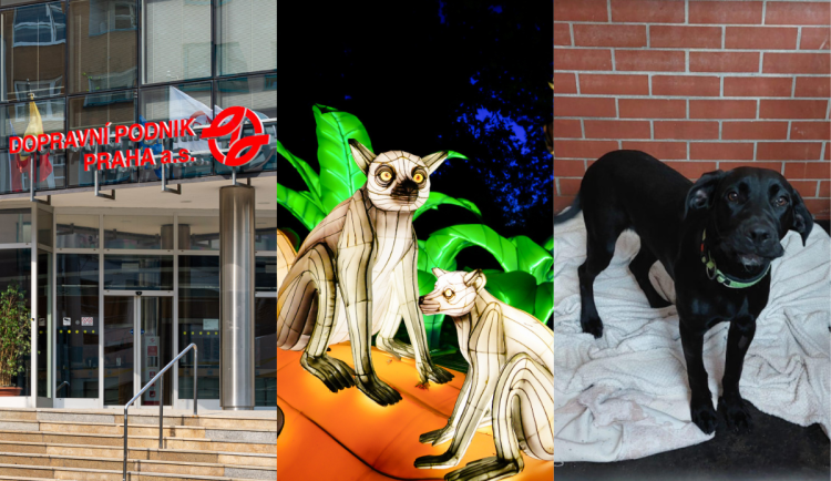 Dopravní podnik v hlavní roli, k tomu rozzářená zoo a konflikt kvůli týranému psovi