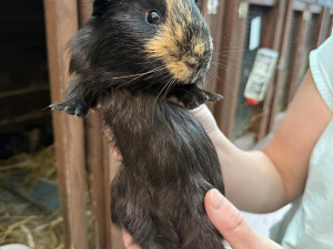 Morčata odložená v tašce před útulkem už jsou připravena k adopci