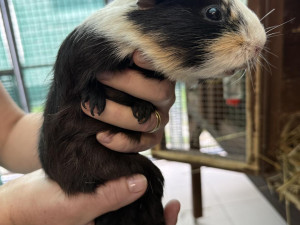 Morčata odložená v tašce před útulkem už jsou připravena k adopci