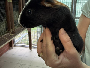 Morčata odložená v tašce před útulkem už jsou připravena k adopci