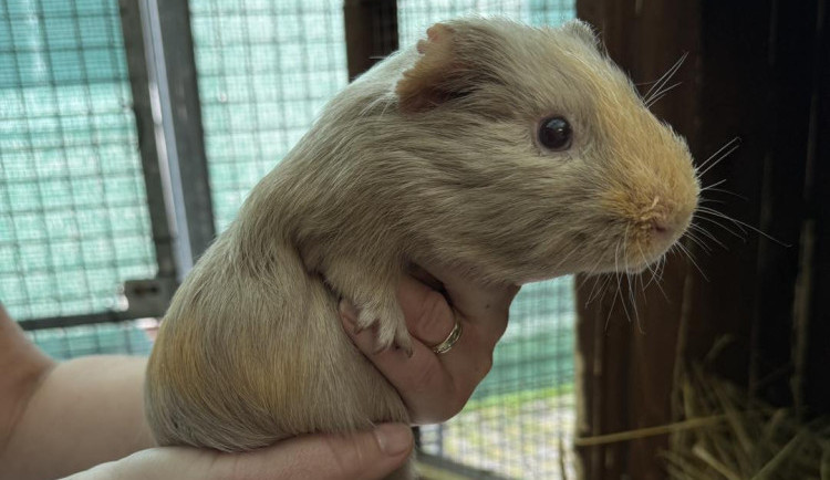 Morčata odložená v tašce před útulkem už jsou připravena k adopci