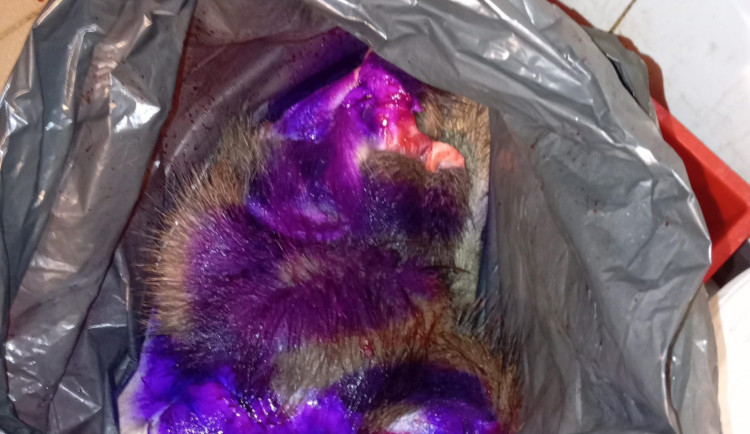 Masa bylo skoro padesát kilo.