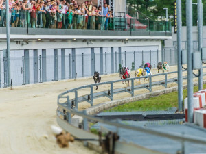 Praha chce za dvě stě milionů koupit chrtí závodiště v Motole. Plánuje z něj udělat atletický stadion