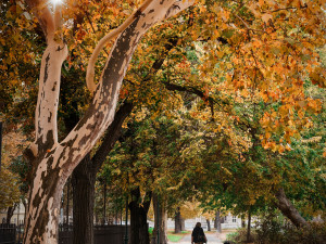 Stromořadí na Karlínském náměstí.