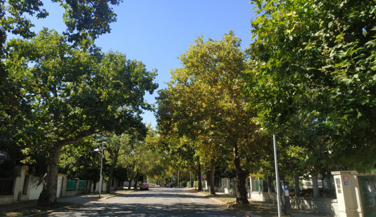Platanová alej v Cukrovarnické ulici.