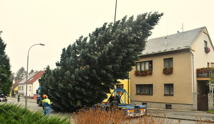 V Hřbitovní ulici rostl až do pondělního rána vánoční strom pro plzeňské náměstí Republiky. Večer už bude stát na svém místě