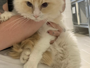 Zhrzený muž vzal bývalé partnerce tři kočky, napsal na ně adoptuj mě a nechal je v parku