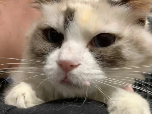 Zhrzený muž vzal bývalé partnerce tři kočky, napsal na ně adoptuj mě a nechal je v parku