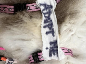 Zhrzený muž vzal bývalé partnerce tři kočky, napsal na ně adoptuj mě a nechal je v parku