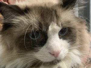 Zhrzený muž vzal bývalé partnerce tři kočky, napsal na ně adoptuj mě a nechal je v parku