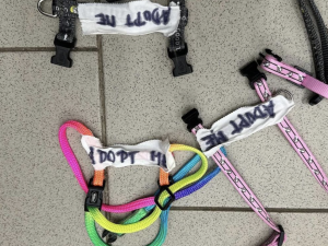 Zhrzený muž vzal bývalé partnerce tři kočky, napsal na ně adoptuj mě a nechal je v parku