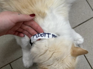 Zhrzený muž vzal bývalé partnerce tři kočky, napsal na ně adoptuj mě a nechal je v parku