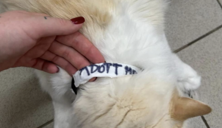 Zhrzený muž vzal bývalé partnerce tři kočky, napsal na ně adoptuj mě a nechal je v parku