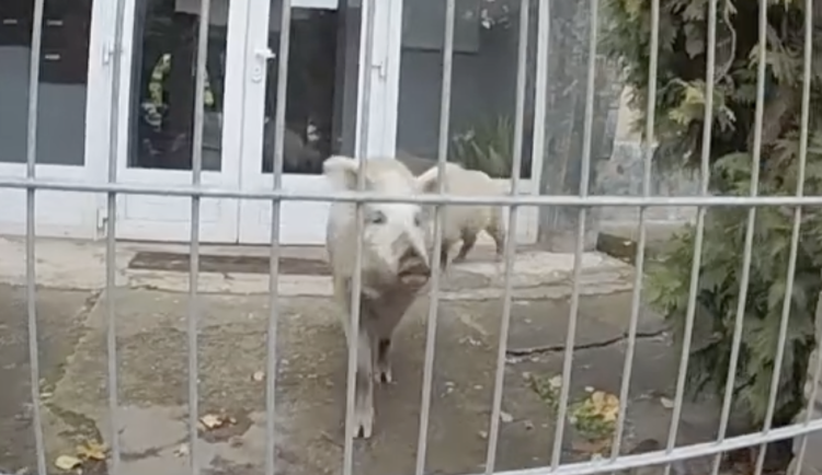 Snímek obrazovky 2024-11-20 v 14.53.36