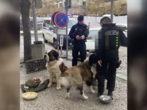 VIDEO: Strážníci si posvítili na Rumuny vystupující s bernardýny na Václaváku, rozdali jim pokuty