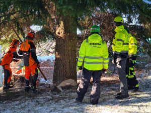 Vánoční strom pro Prahu už se veze. Na Staromáku bude stát od úterního rána