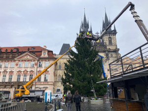 Technici v noci ukotvili vánoční strom na Staroměstském náměstí a začali se zdobením