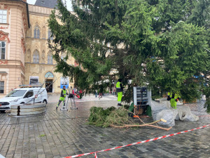 Technici v noci ukotvili vánoční strom na Staroměstském náměstí a začali se zdobením