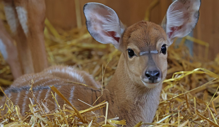 Hned dvě mláďata nyal nížinných přišla na svět v rozmezí jednoho měsíce v plzeňské zoo