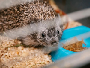 Záchranná stanice letos eviduje rekordní počet ježčích pacientů a žádá veřejnost o pomoc