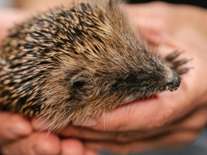 Záchranná stanice letos eviduje rekordní počet ježčích pacientů a žádá veřejnost o pomoc