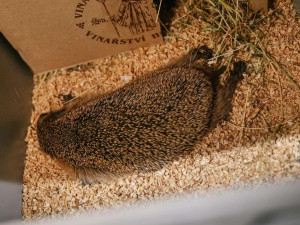 Záchranná stanice letos eviduje rekordní počet ježčích pacientů a žádá veřejnost o pomoc