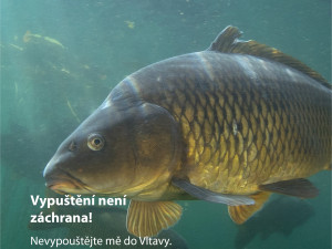 Praha zahájila kampaň za lepší zacházení s kapry, upozorňuje na jejich trápení při držení ve vaně nebo vypouštění do řek