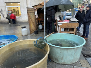 Praha zahájila kampaň za lepší zacházení s kapry, upozorňuje na jejich trápení při držení ve vaně nebo vypouštění do řek