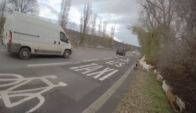 VIDEO: Chovateli v Praze uteklo stádo koz, z rychlostní silnice je zahnali strážníci