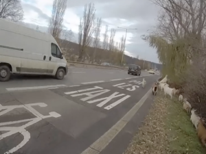 VIDEO: Chovateli v Praze uteklo stádo koz, z rychlostní silnice je zahnali strážníci