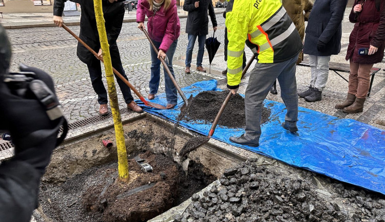 Strossmayerovo náměstí se osází novými stromy. Město vybralo speciální odolné druhy