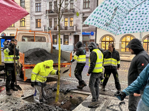Na Strossmayerově náměstí se sází nové stromy. Město vybralo speciální odolné druhy, které se hodí do města